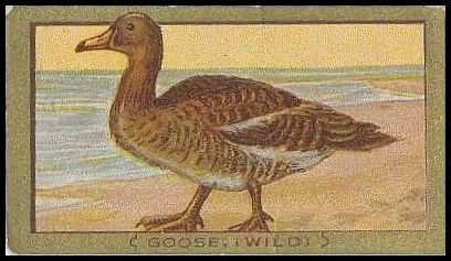 72 Goose-Wild